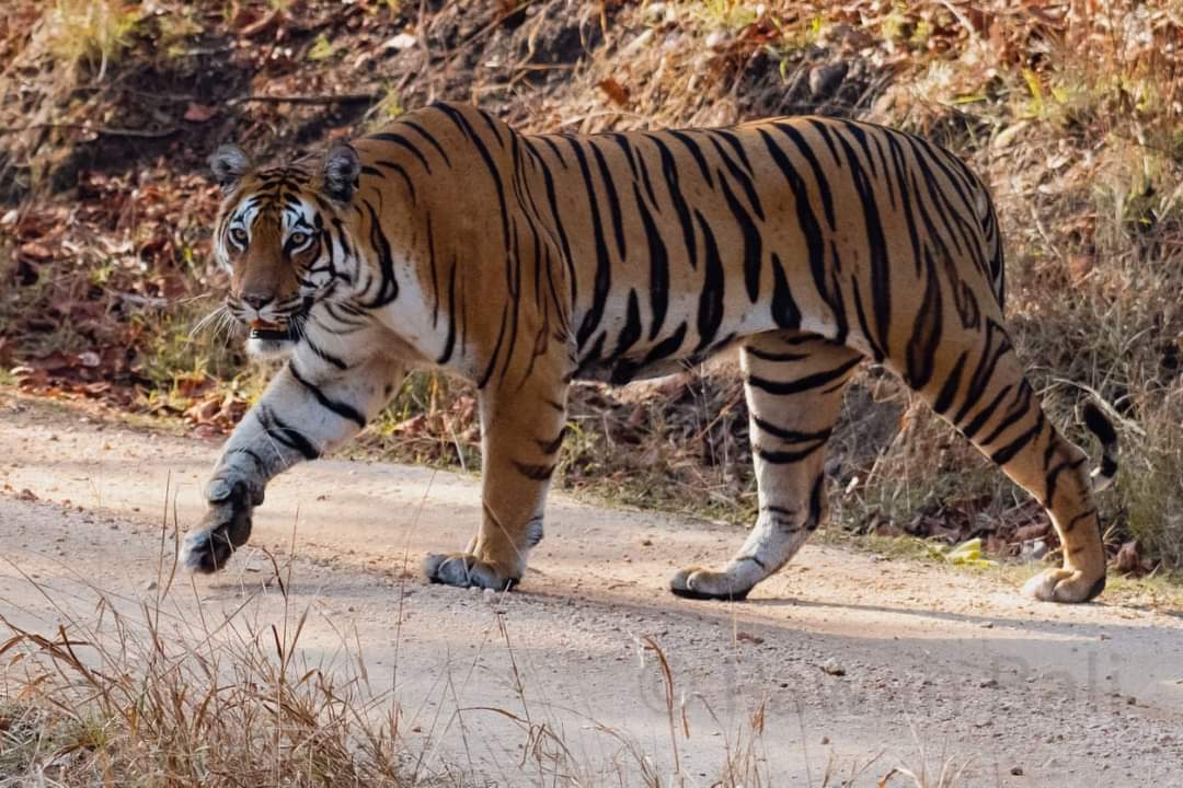 Exploring the Wildlife of Sariska