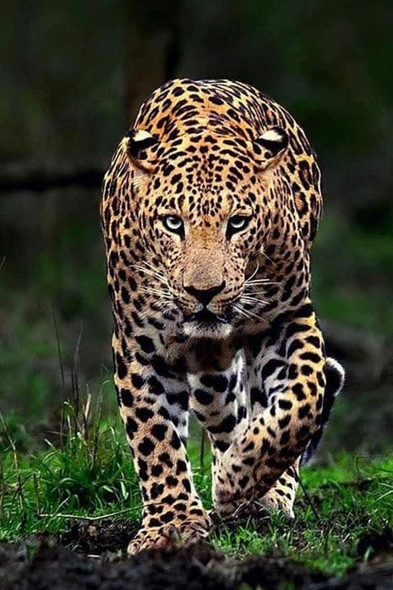 Wildlife and Avian Biodiversity in Sariska National Park