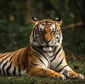 Royal Bengal Tiger Tracking in Sariska National Park