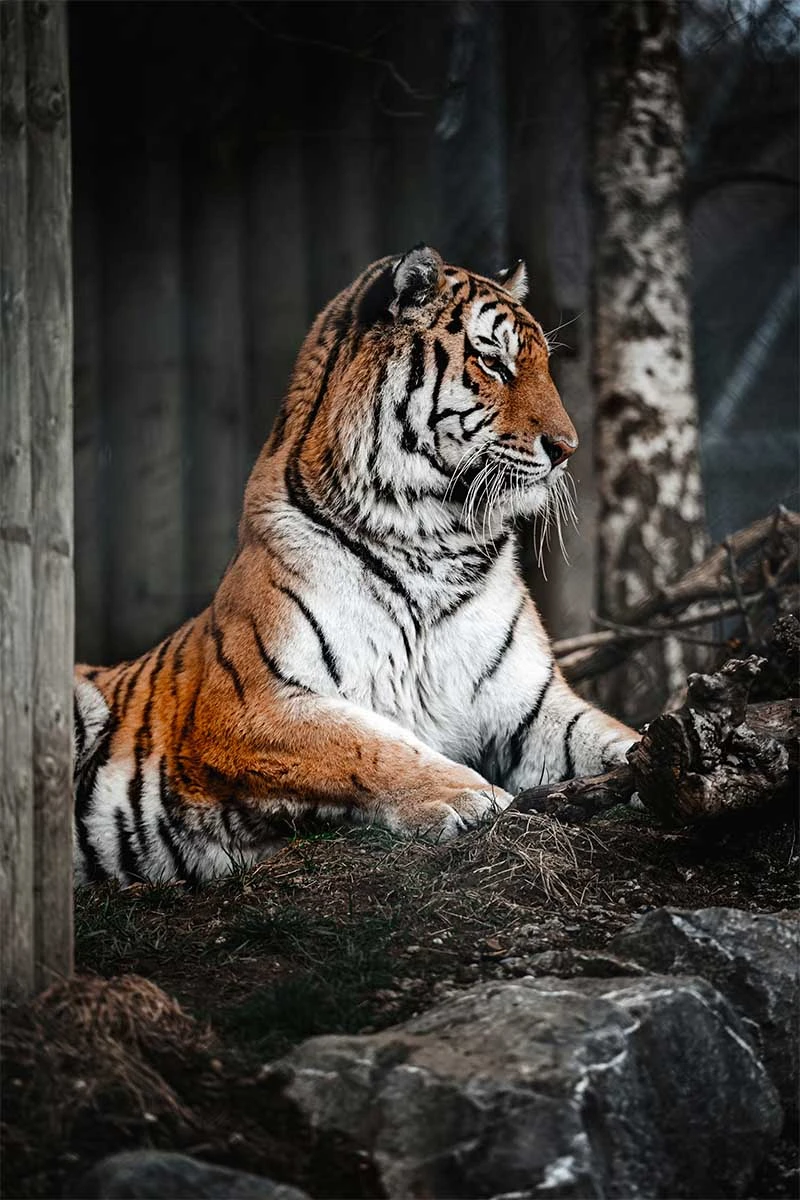 Historical Heritage of Sariska Tiger Reserve