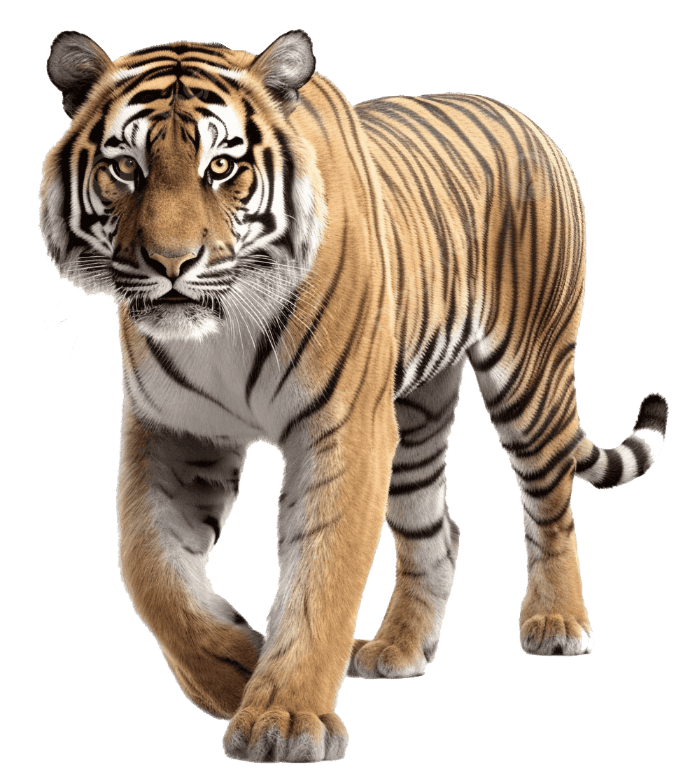 Sariska Tiger Reserve Jungle Safari Tracker