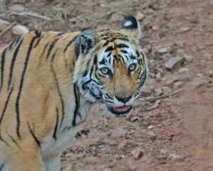 Sariska Tiger Reserve