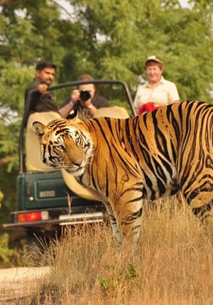 sariska tiger reserve jeep safari