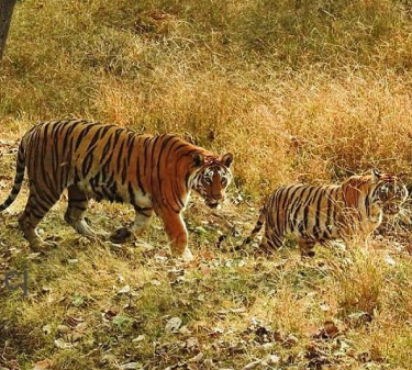 sariska national park safari contact number