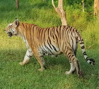 sariska safari booking contact number