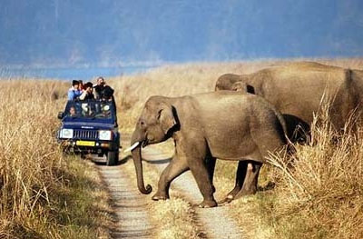 safari ride in rajasthan